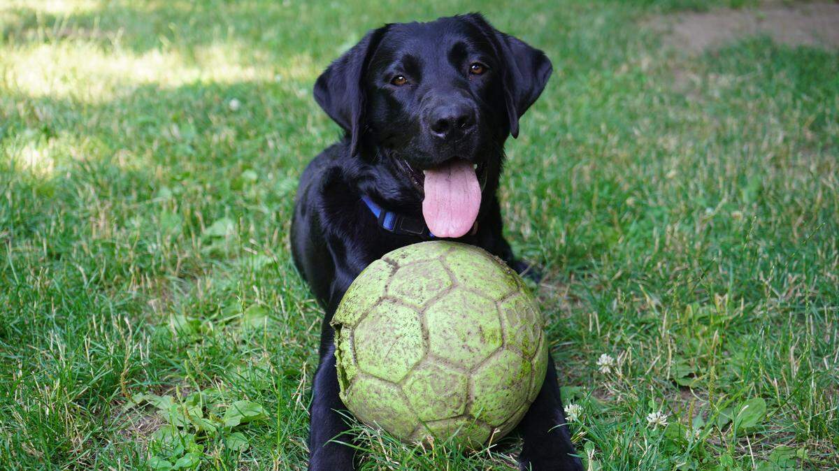 Saban, a Labrador Retriever at Brigadoon Service Dogs, plays with a ball on July 6, 2023, at the organization’s training facility in Bellingham, Wash.