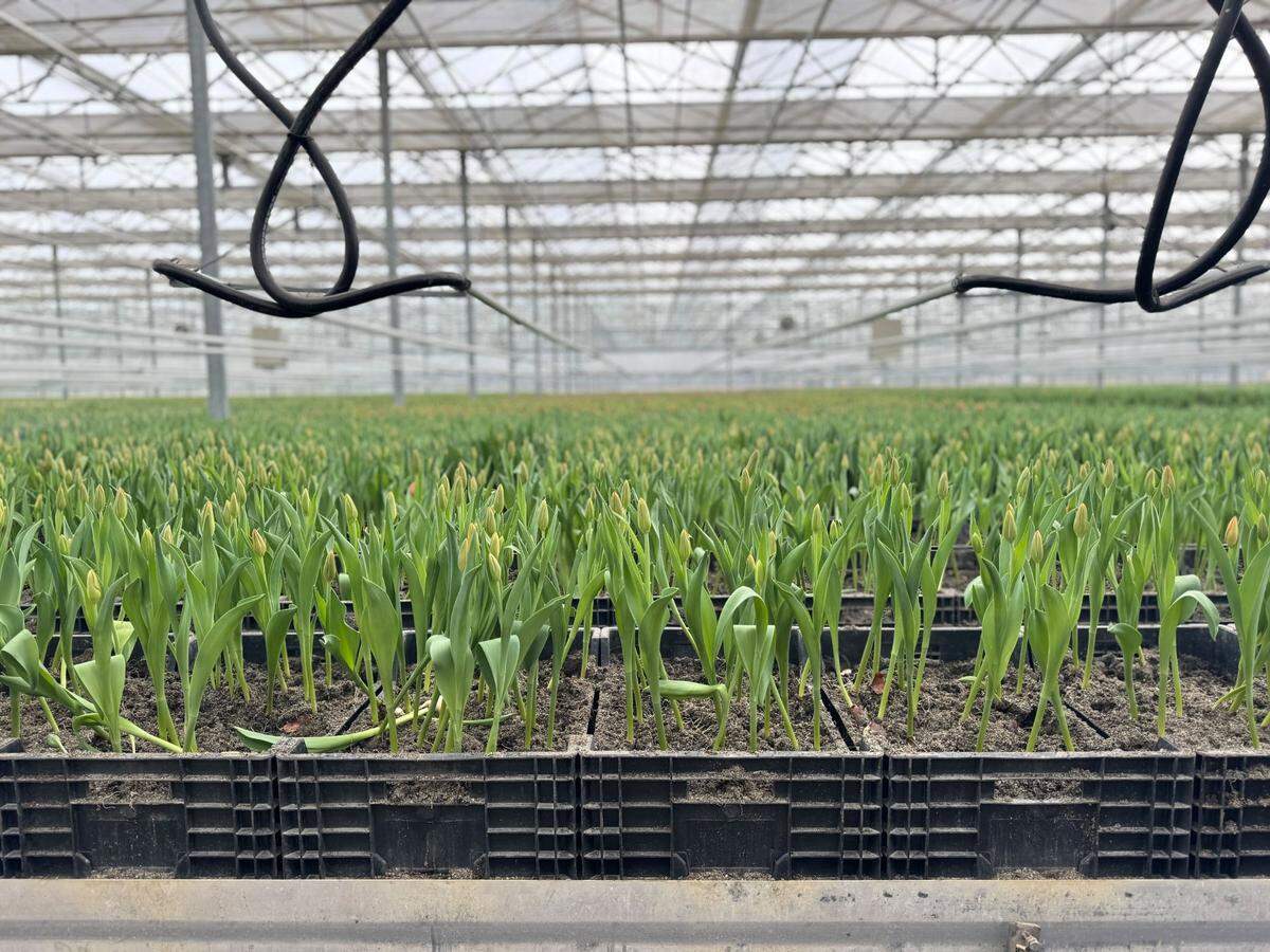 Tulips inside the greenhouse at the Washington Bulb Company and RoozenGaarde on March 13, 2025 at 15867 Beaver Marsh Road in Mount Vernon.