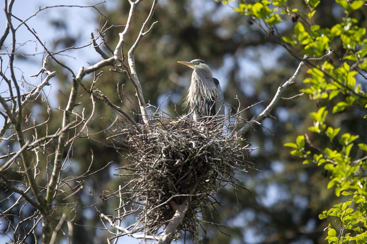 A great blue heron perches on its nest in a tall tree alongside Post Point Lagoon in Bellingham in May.