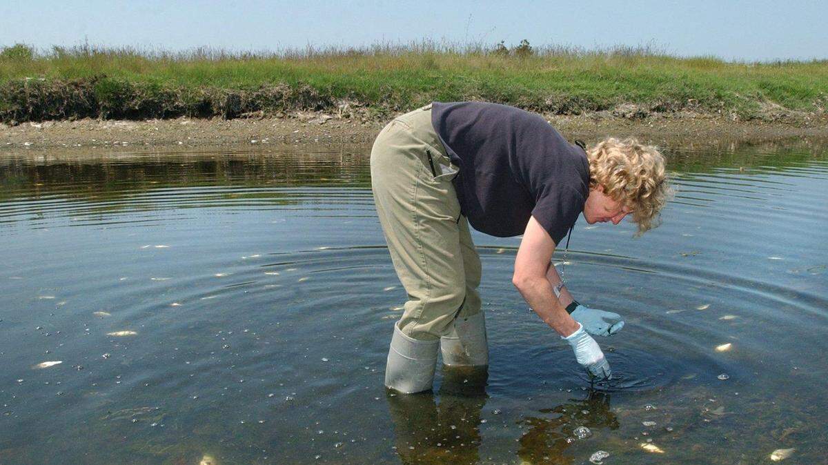 Fish samples are collected near the mouth of Terrell Creek in Birch Bay in 2008. The week of Aug. 10, Birch Bay residents can expect to see low-flying helicopters transporting logs in the area of Terrell Creek as part of a habitat restoration project.