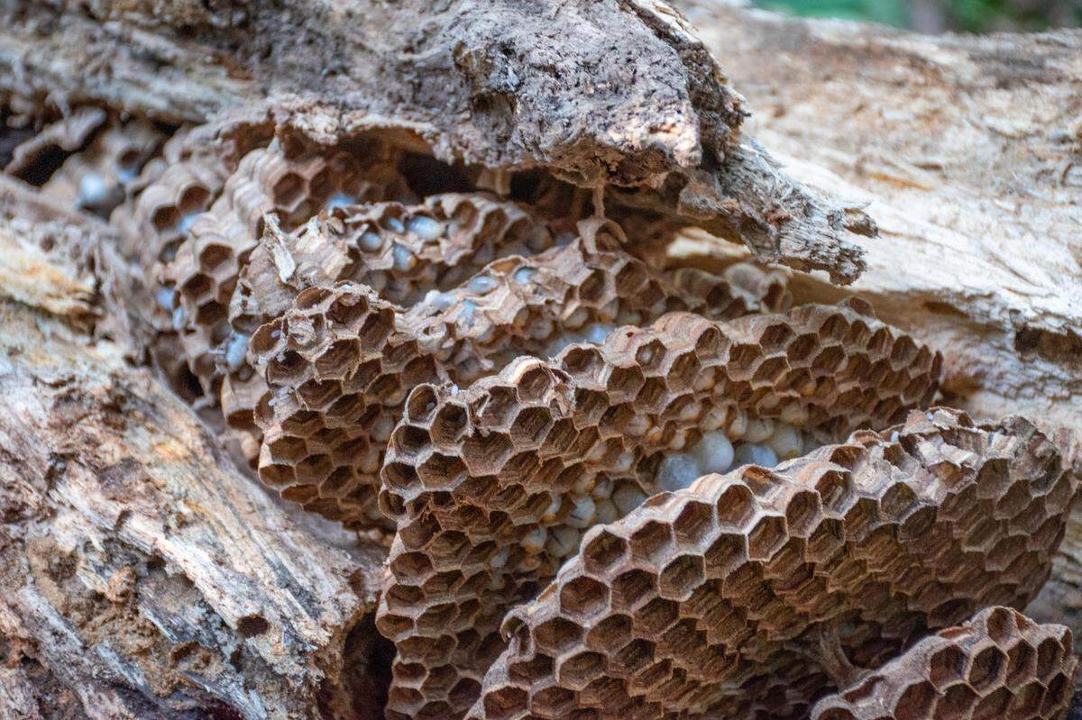 The Washington State Department of Agriculture found nearly 1,500 Asian Giant Hornets&nbsp;— commonly known as “Murder Hornets”&nbsp;— when it eradicated the first nest of the invasive species this year Wednesday, Aug. 25, 2021, in Whatcom County, Wash.