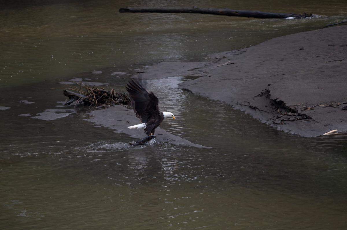 Bald eagles are seen from the Welcome Bridge, a popular wildlife viewing area along the North Fork of the Nooksack River, on Tuesday, Jan. 11, 2022, in Whatcom County, Wash.  