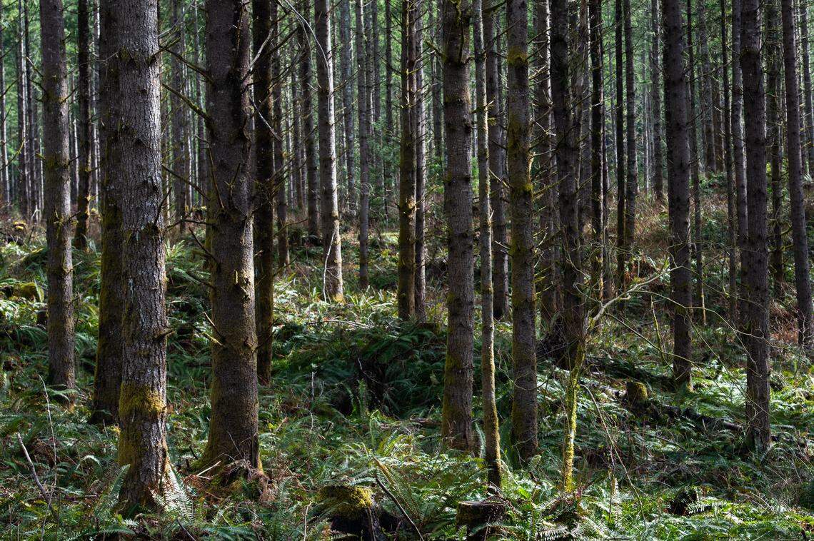 A plantation forest managed by Washington’s Department of Natural Resources in 2022 in Whatcom County.