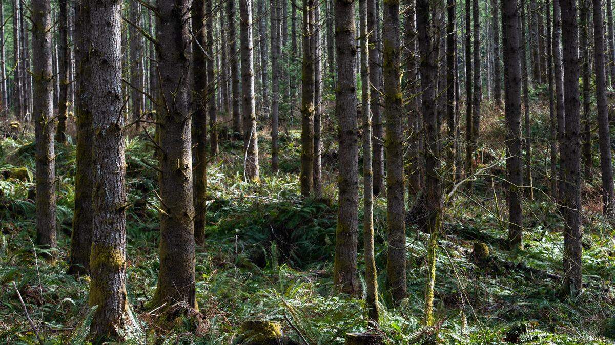 A plantation forest managed by Washington’s Department of Natural Resources in Whatcom County, Wash.