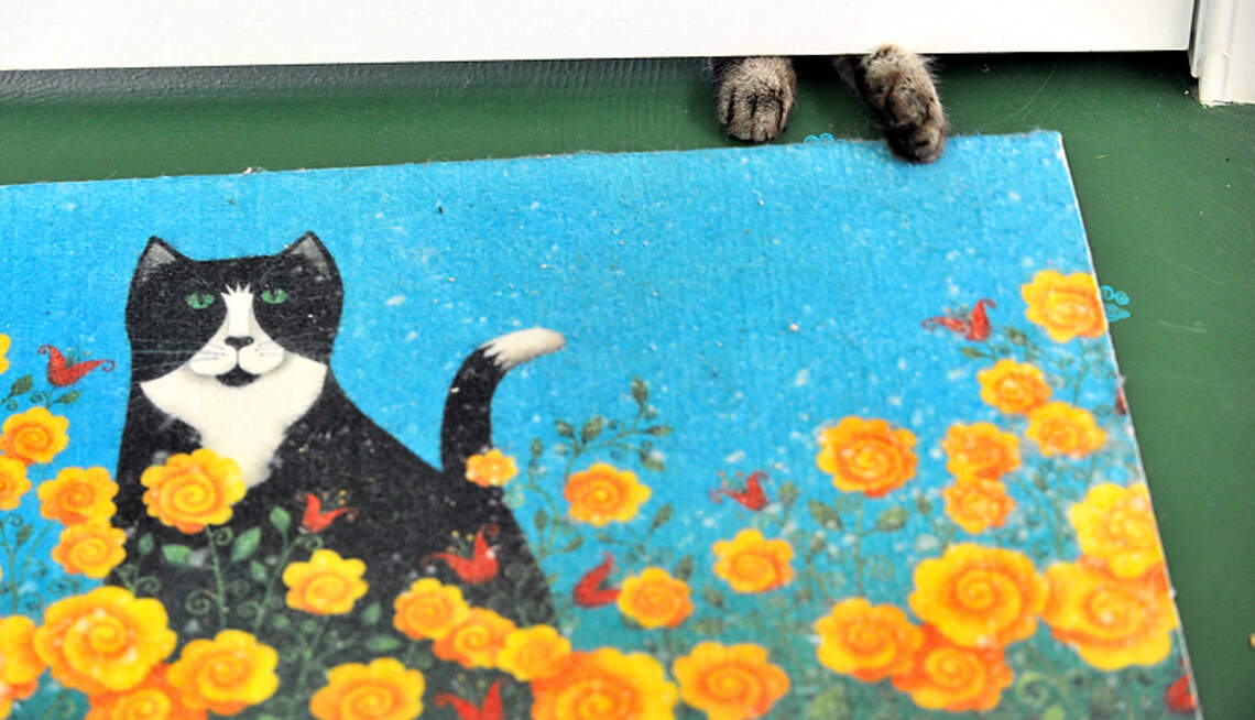 Eva'S Eden Cat Rescue: Transforming Lives, One Cat at a Time