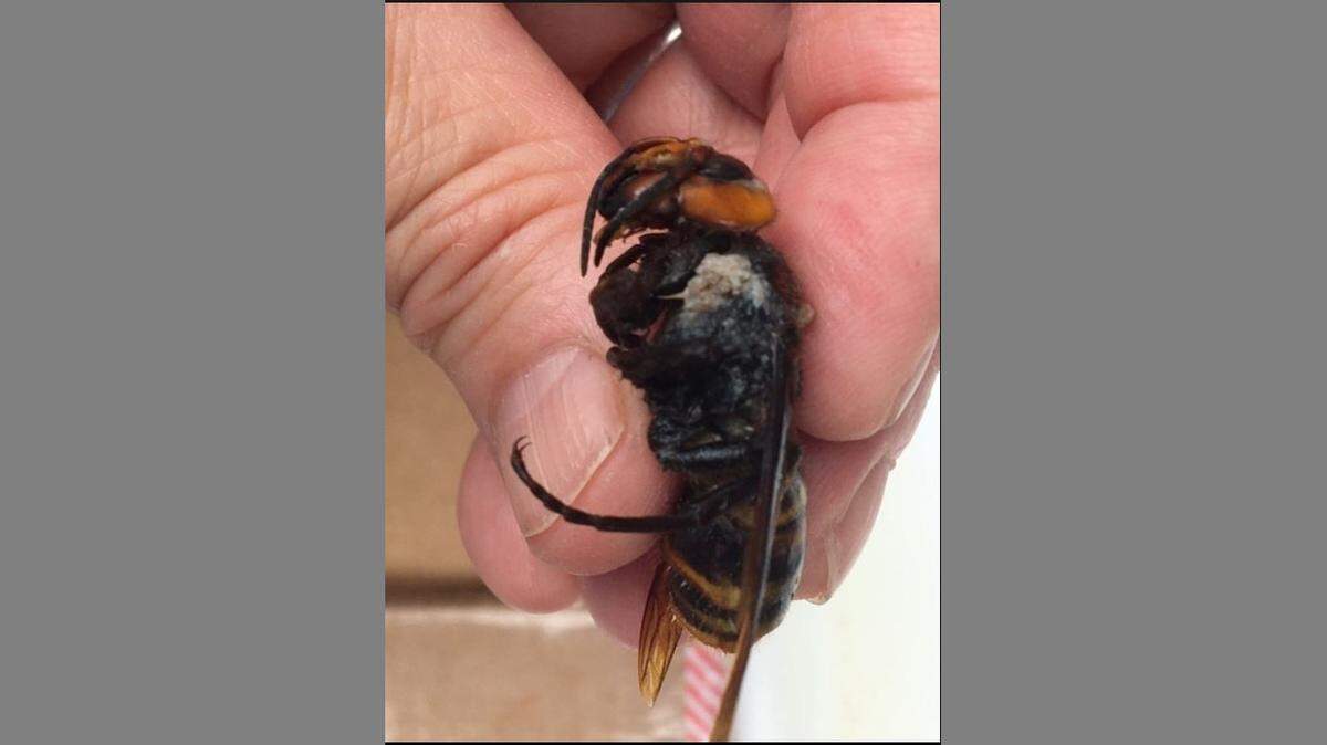 An Asian giant hornet was found on a porch in Bellingham, Washington, making it the first confirmed sighting of the invasive species in the city. It was reported Saturday, June 6, 2020, to the Washington State Department of Agriculture.
