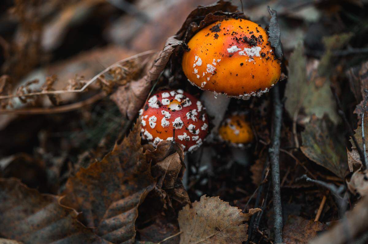 Amanita muscaria is a highly poisonous mushroom according to the National Library of Medicine.