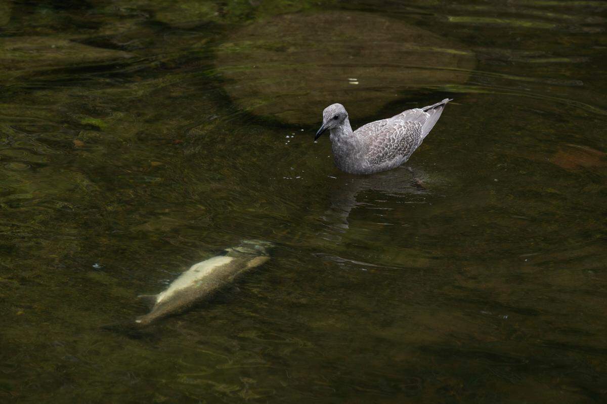 Salmon and birds at Whatcom Creek on Tuesday, Sept. 14, in Bellingham. Human-caused climate change is increasing ocean water temperatures, which stresses salmon’s immune systems and prevents them from fighting disease as effectively, experts say.