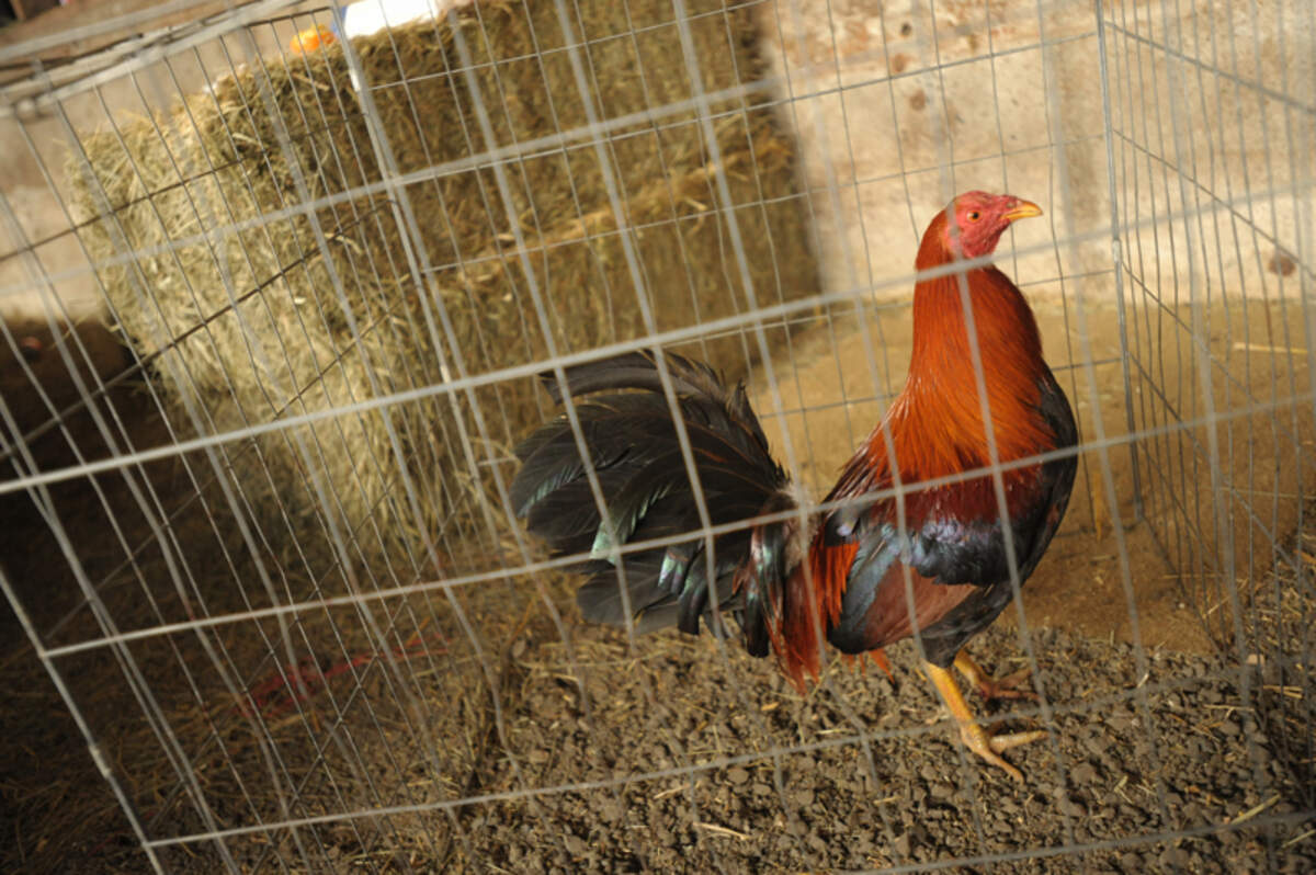 Cockfighting bust