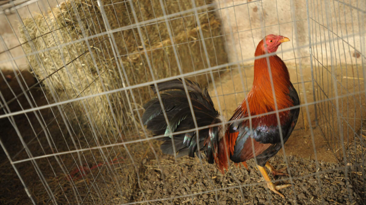 Cockfighting bust