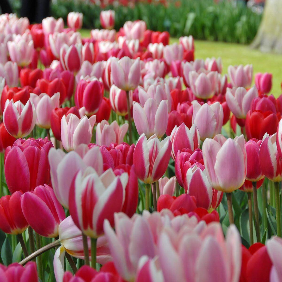 Tulip Town’s “Delight” mix in full bloom. The Skagit farm sells more than 60 varieties of tulip and daffodil bulbs for home gardens.