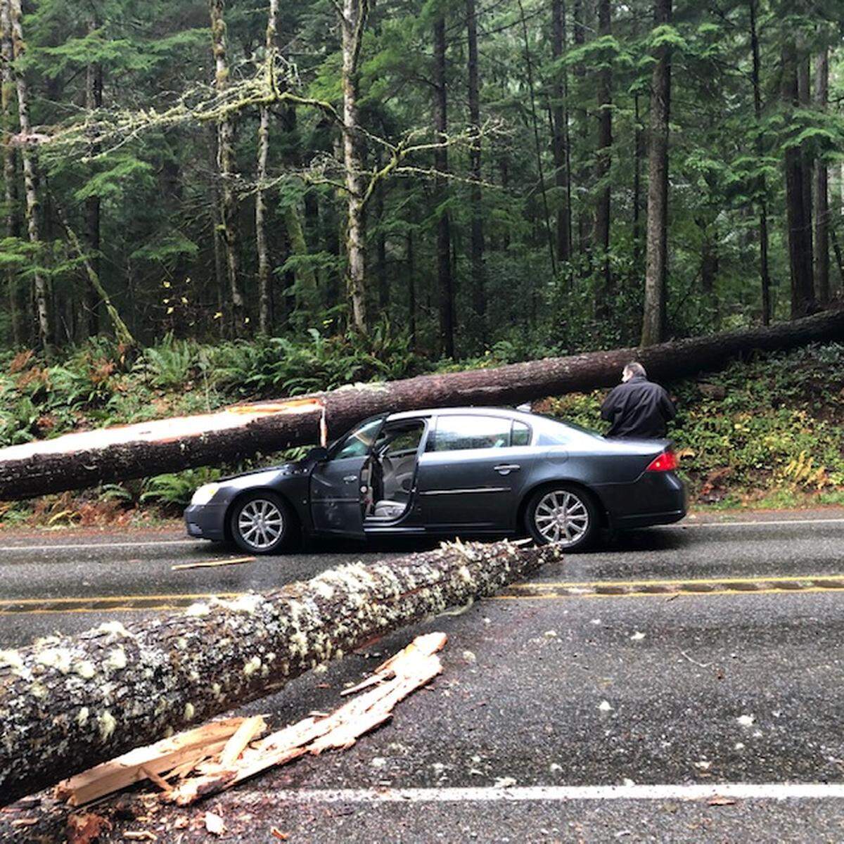 Bellingham’s Deborah and Joseph Bernard miraculously walked away unhurt from a wind-blown 100-foot tree hitting their Buick near Quilcene while they were returning home from Thanksgiving weekend on the Olympic Peninsula.