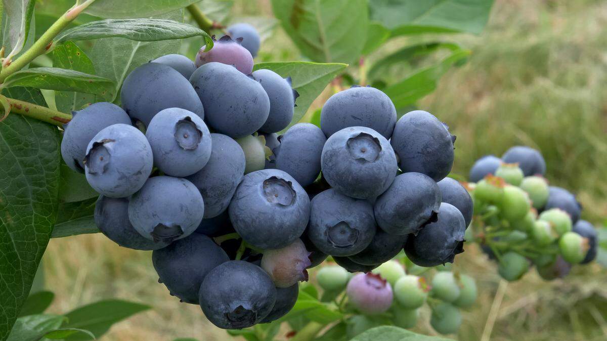 A cluster of ripe blueberries at a farm near Bellingham, Wash.