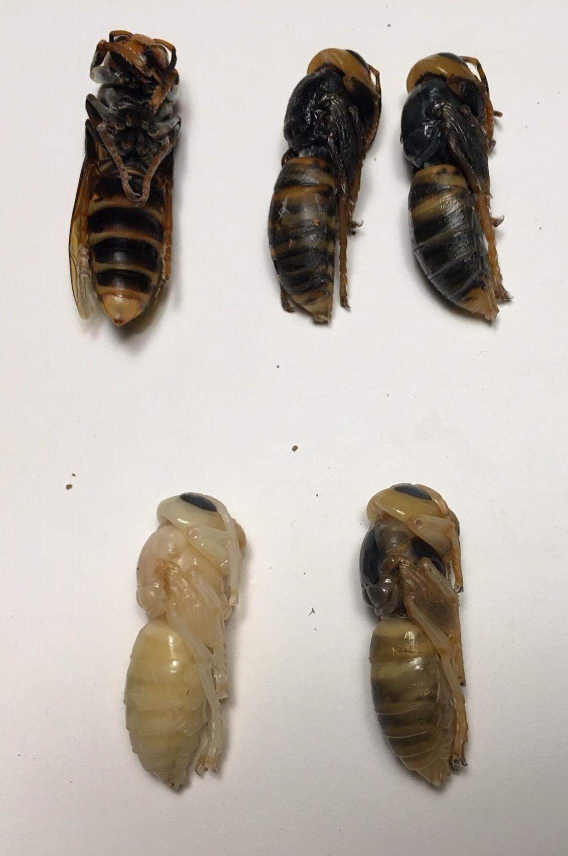 Asian Giant Hornet pupae were found by the Washington State Department of Agriculture in a nest of the so-called “murder hornets” that was removed near Blaine, in October.