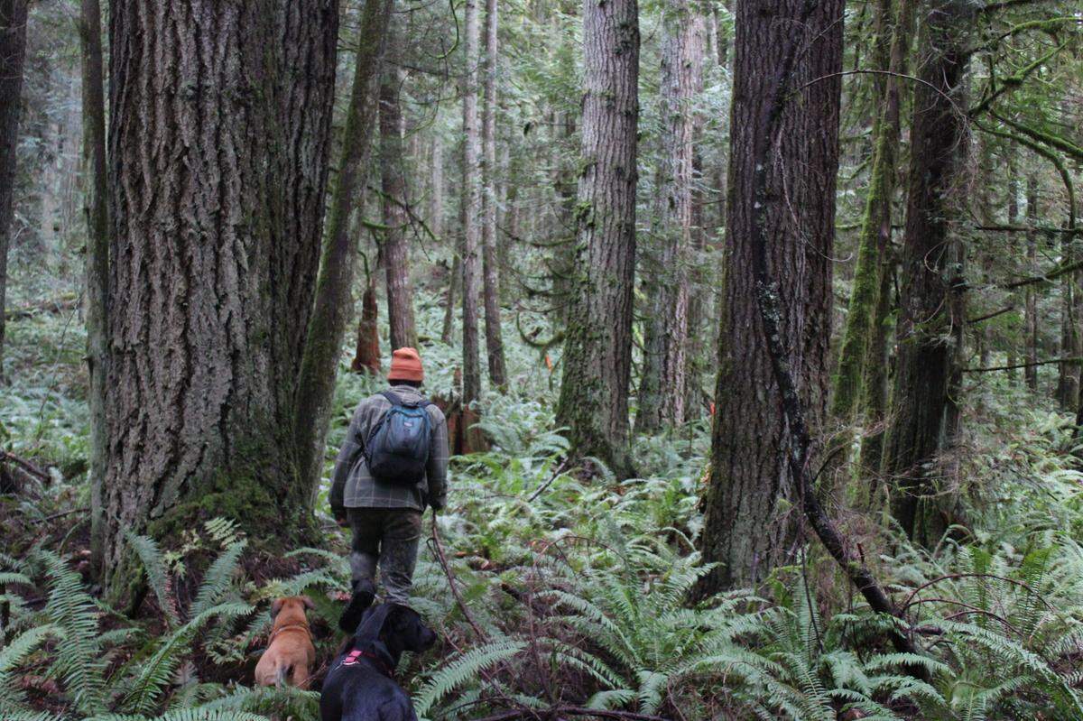 Members of the Center for Responsible Forestry explored Unit 2 of the DNR’s Bessie timber sale in Whatcom County in December 2021. They said they measured a few dozen trees, 10 of which were more than 4 feet in diameter.