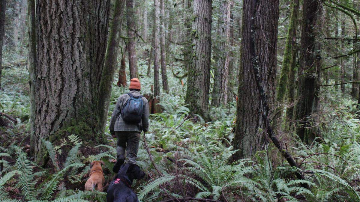 Members of the Center for Responsible Forestry explored Unit 2 of the DNR’s Bessie timber sale in Whatcom County on Tuesday, Dec. 14. They said they measured a few dozen trees, 10 of which were more than 4 feet in diameter.