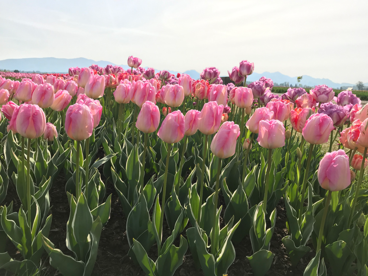 “Peak tulip” greets Skagit Valley Tulip Festival visitors in the RoozenGaarde tulip fields in Mount Vernon, Wash., on April 25, 2019.