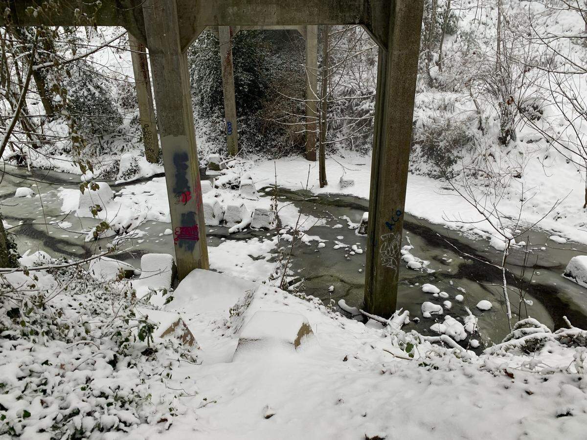 Snow covers wild areas Tuesday, Dec. 20, in the Fairhaven area of Bellingham.