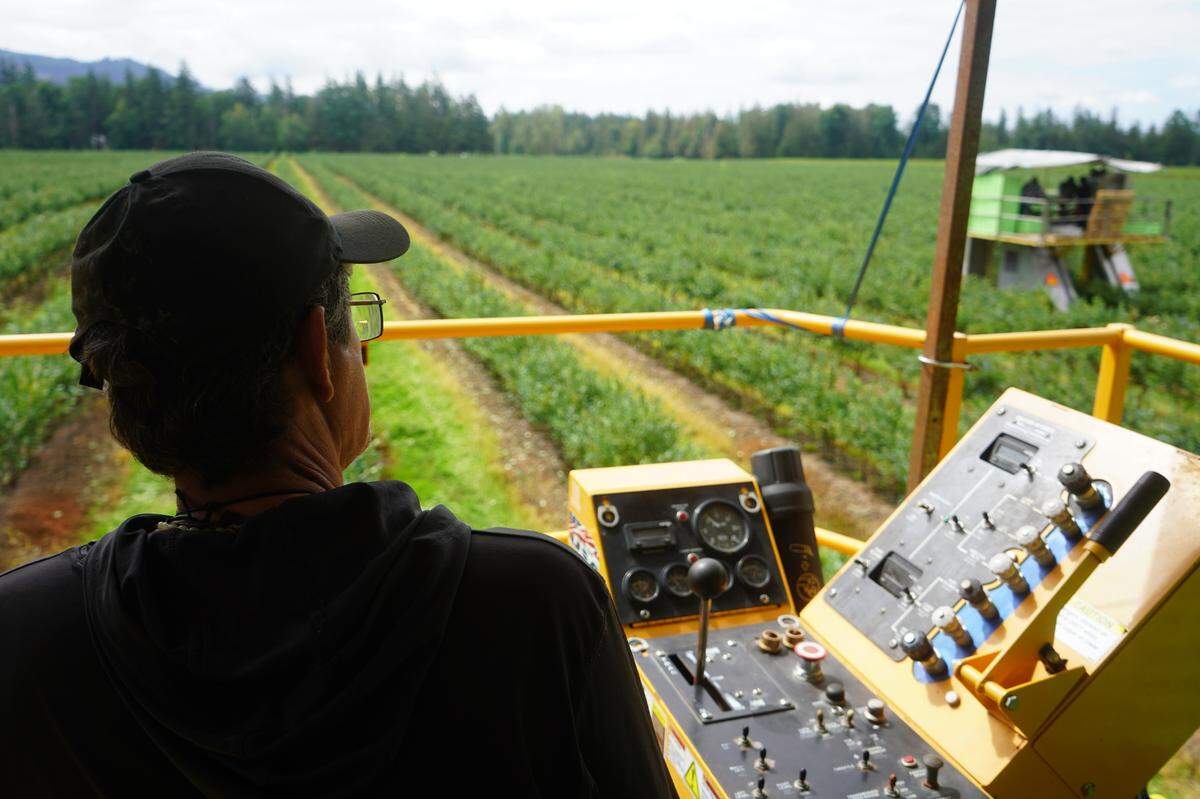 A view of a driver at Kissan Berry Farm driving a machine that collects the blueberries across the fields.