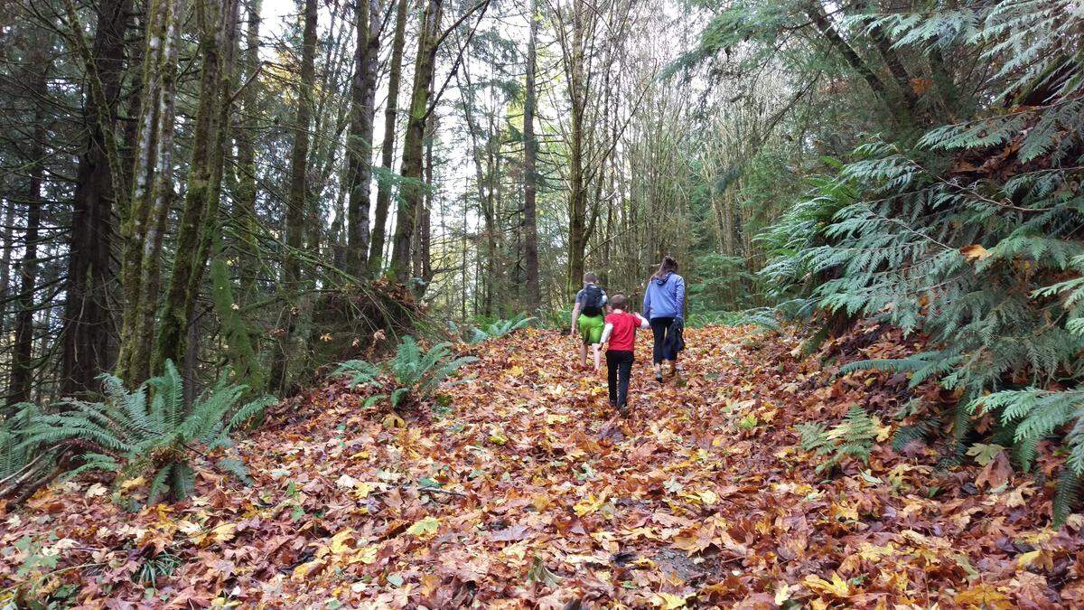 The Baneberry and Rufus Creek trails take you to the Lake Whatcom Overlook at Lookout Mountain Forest Preserve.