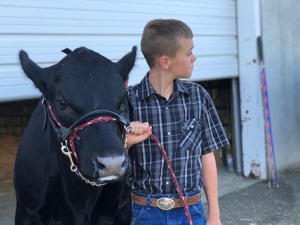 Jackson Brink, 10, waits to enter the show ring at the Northwest Washington Fair in Lynden, Wash., Tuesday, Aug. 13, 2019. Outside the building tractors drive back and forth constantly shoveling saw dust and manure from the animal barns.