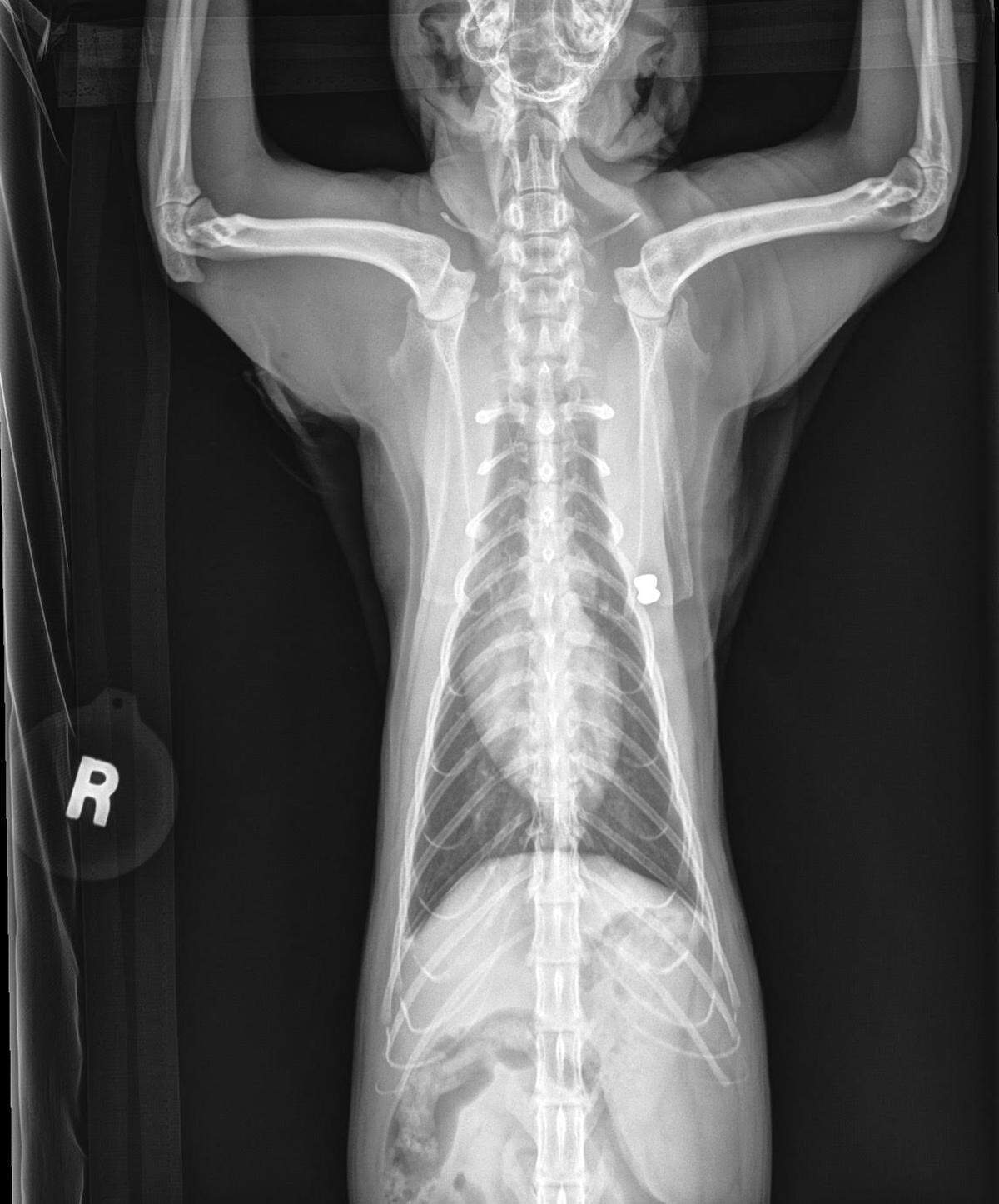 This X-ray shows a pellet that remains lodged in the chest of Chowder, a cat owned by Sunnyland Neighborhood resident Sarah Richardson, after he was shot Wednesday evening near his right front leg.