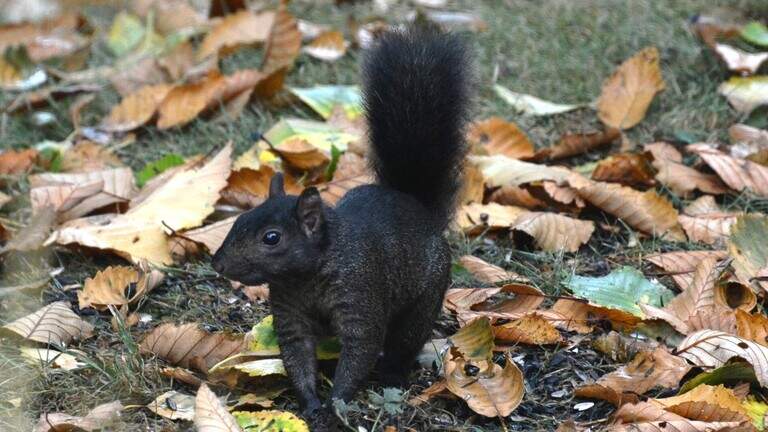 Why are there so many black squirrels in Bellingham? We asked the experts