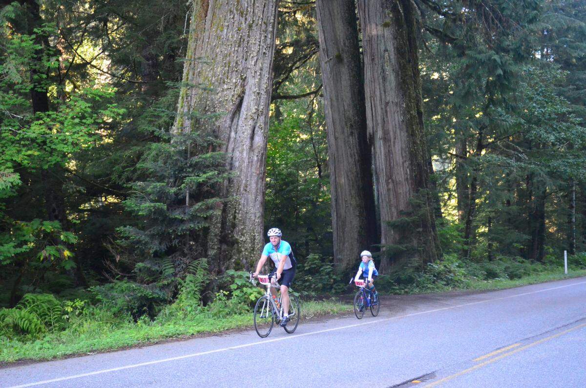 Cyclists on Mount Baker Highway during Festival 542, a timed ride of 24.5 miles from Glacier to Artist Point, Sunday, Sept. 8, 2013, in Whatcom County, Wash.
