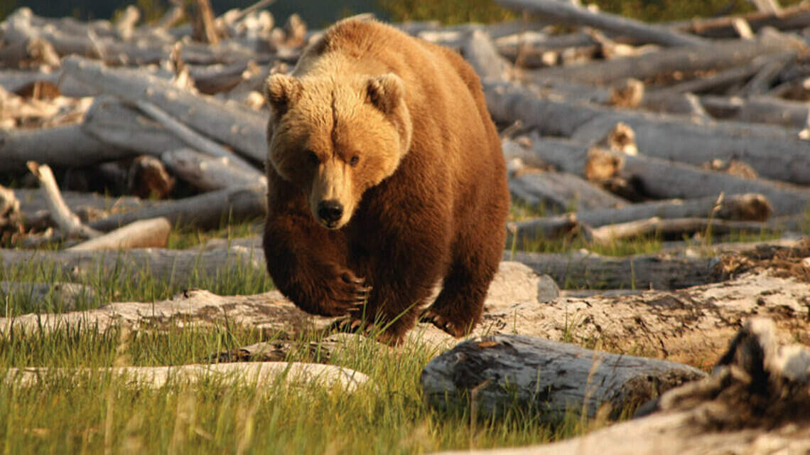 Idaho man owes $22,000, is banned from hunting in Alaska after illegal bear hunts