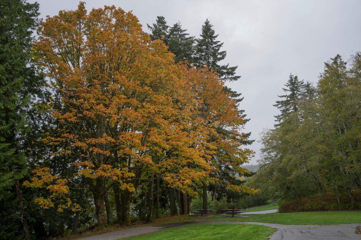 Maple trees change color at Lake Padden on Thursday, Oct. 14, 2021, in Bellingham, Wash. University of Washington researchers and government agencies say climate change is the reason for the increasing deaths of bigleaf maples in Washington and across the Pacific Northwest.