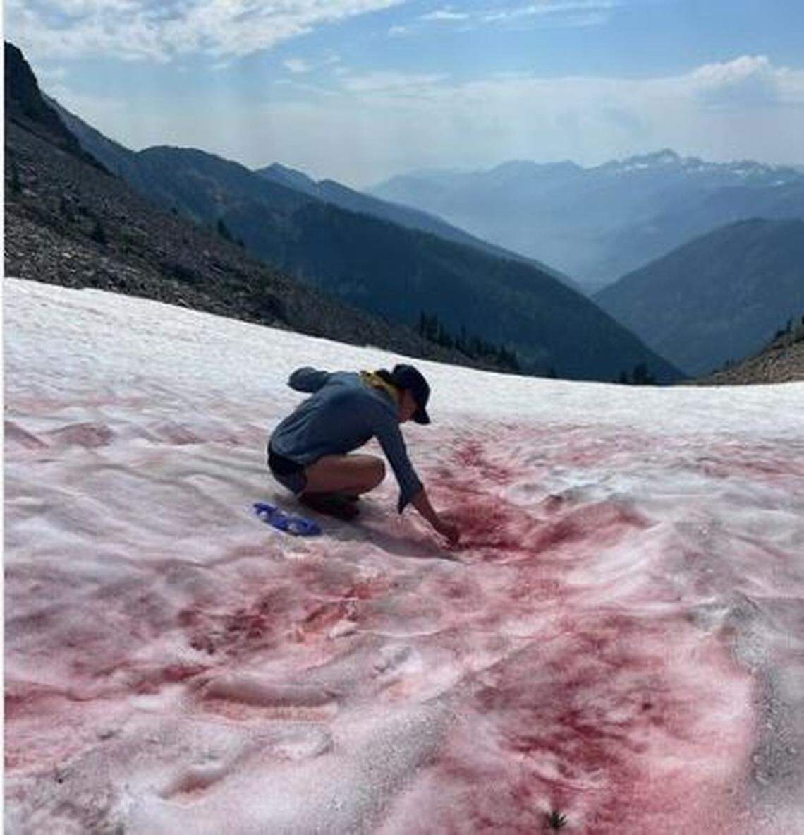 Robin Kodner, an associate professor of environmental sciences at Western Washington University in Bellingham and one of the lead scientists for the Living Snow Project, takes a sample of pink snow in August 2022 in the Entiat Range of the North Cascades in central Washington state.