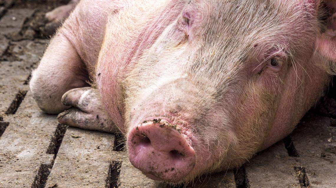 California voters passed an animal welfare proposition. Now, Congress looks to undo it | Opinion