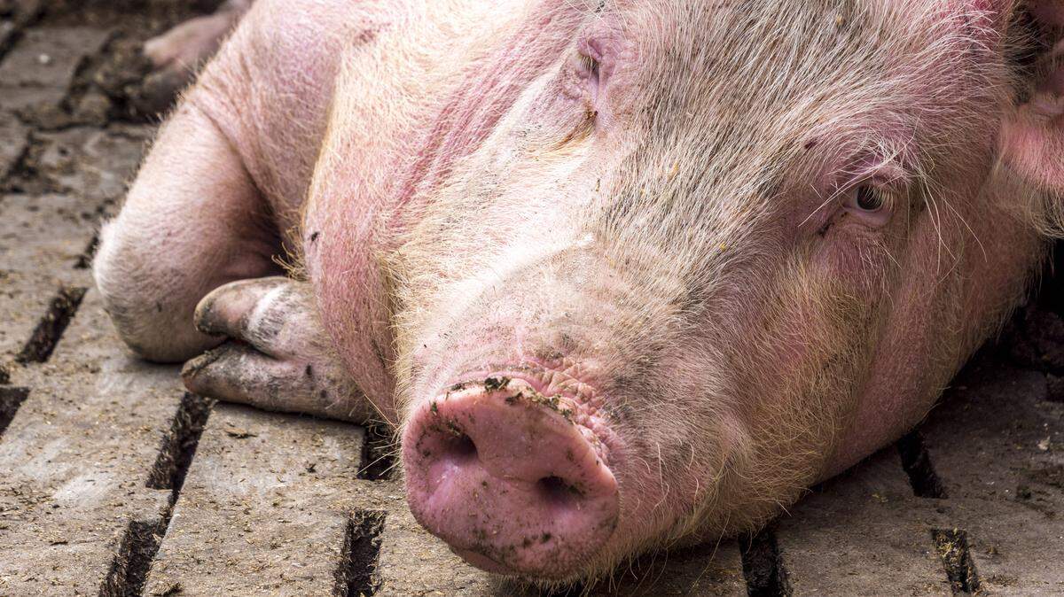 Portrait of a big pink female domestic pig on a farm.