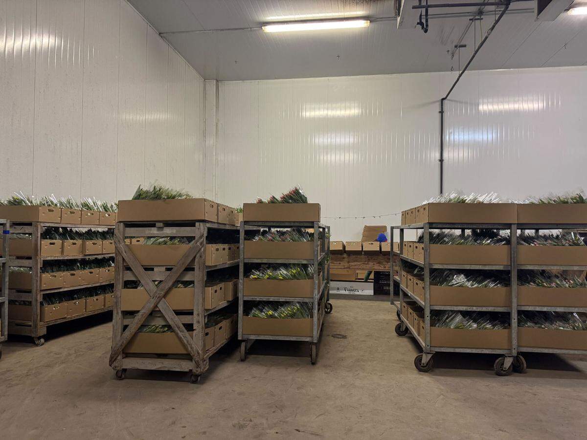 Packaged tulip bunches ready to be shipped at the Washington Bulb Company and RoozenGaarde on March 13, 2025 at 15867 Beaver Marsh Rd. in Mount Vernon, WA.