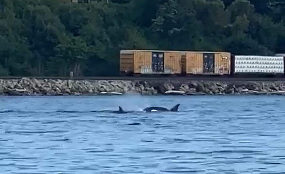 A pod of orcas is filmed from a boat as they swim through Bellingham Bay on Wednesday, July 8, in Bellingham. The orca on the right appears to swim backward.