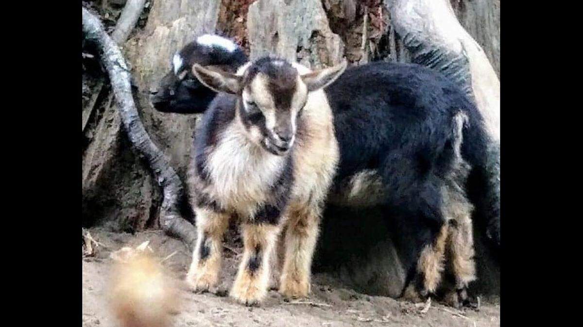 Five-week-old Nigerian Dwarf goats Wednesday and Mortisha, who are owned by Natasha Van Hook and her family, disappeared from a Deming-area farm last week.
