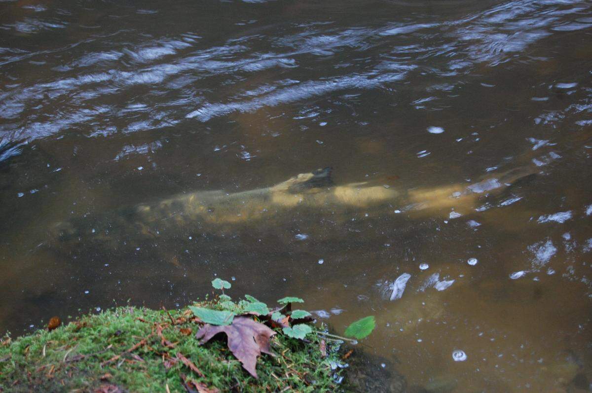 A chum salmon swims upstream to spawn on Chuckanut Creek. If snow melts quickly this spring it could hurt salmon.