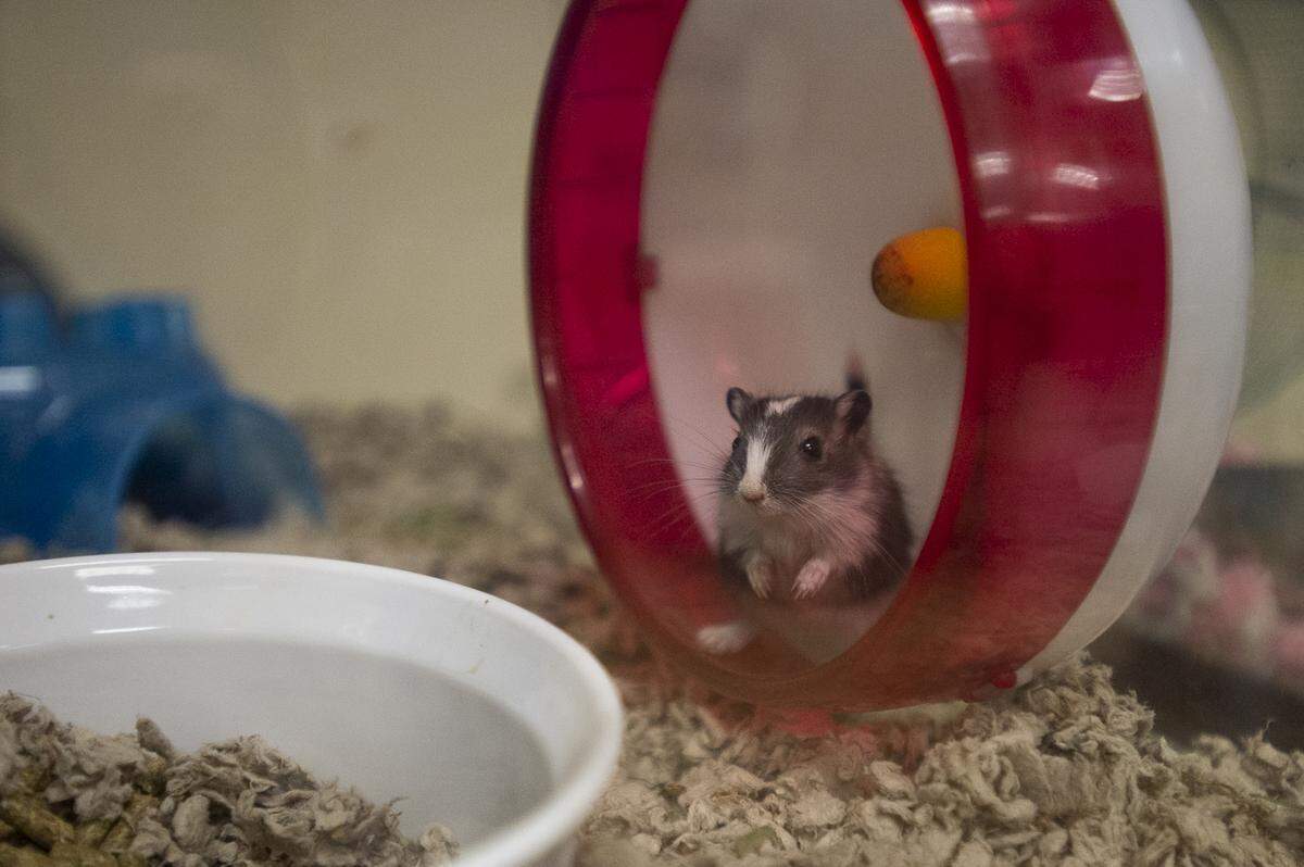 A gerbil takes a break from running on an exercise wheel inside the multipurpose room at the Whatcom Humane Society in Bellingham, Wash., on Tuesday, Feb. 19, 2019. The gerbil, along with 77 other animals, are being held in protective custody at the Whatcom Humane Society as a result of the Hohl Feed & Seed fire early Monday morning.