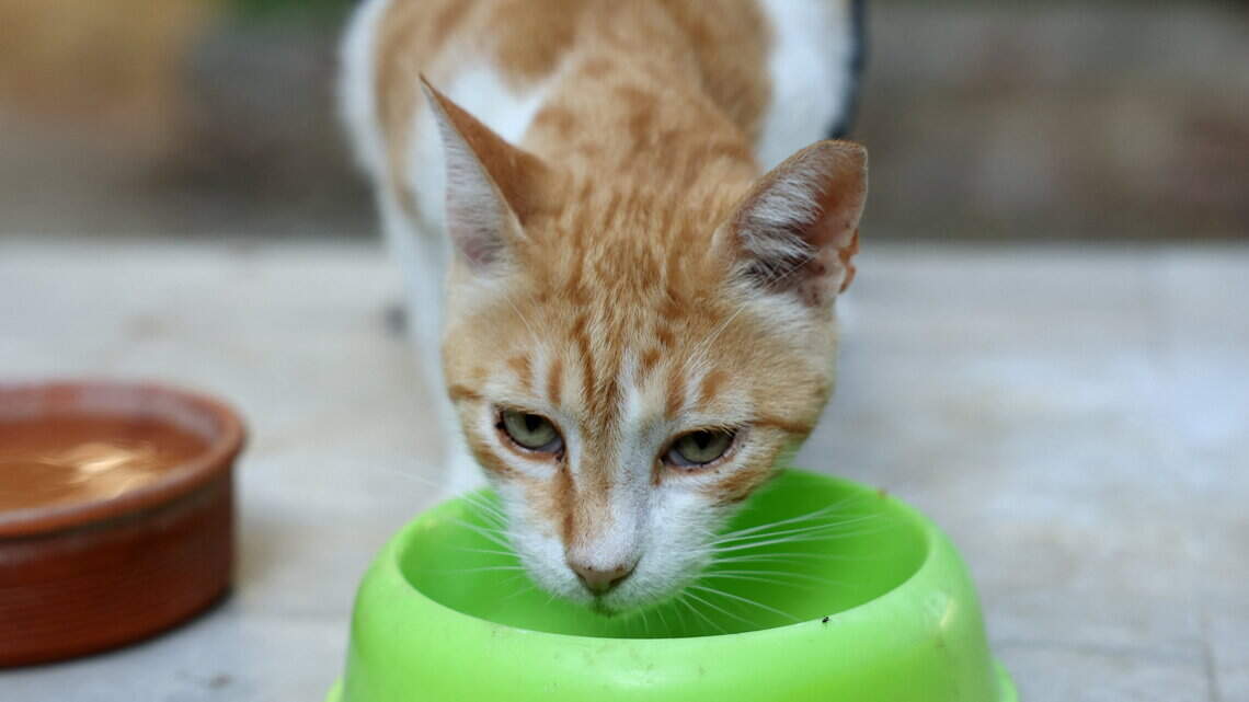 Pet food recalled in WA due to salmonella, listeria risks. What to know