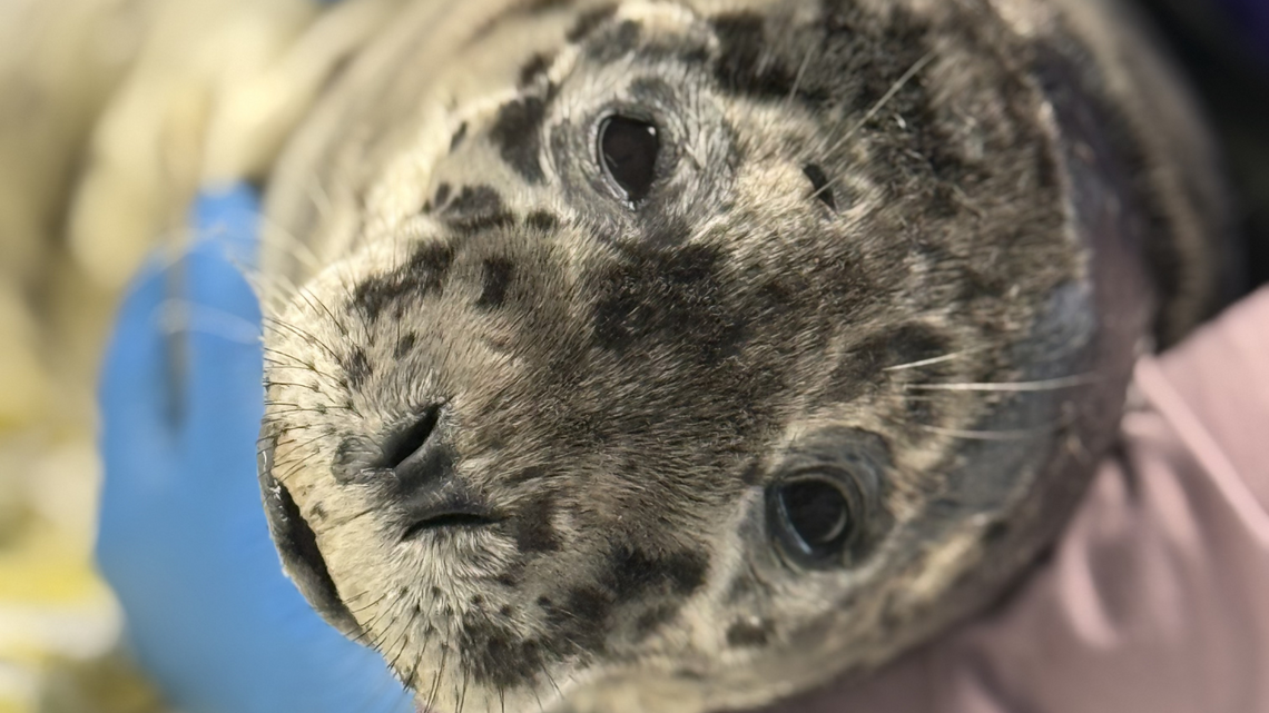 Seal pup euthanized after being found shot in head on Bellingham beach