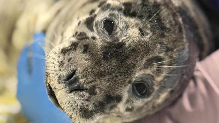 Seal pup euthanized after being found shot in head on Bellingham beach