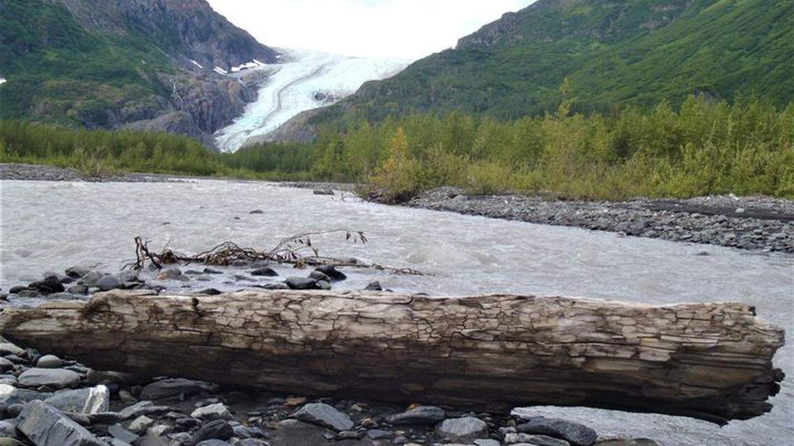 Remnants of a grand forest that vanished 1,300 years ago have begun to reappear in Alaska’s Kenai Fjords National Park, and the return is so subtle that it is largely going unnoticed.