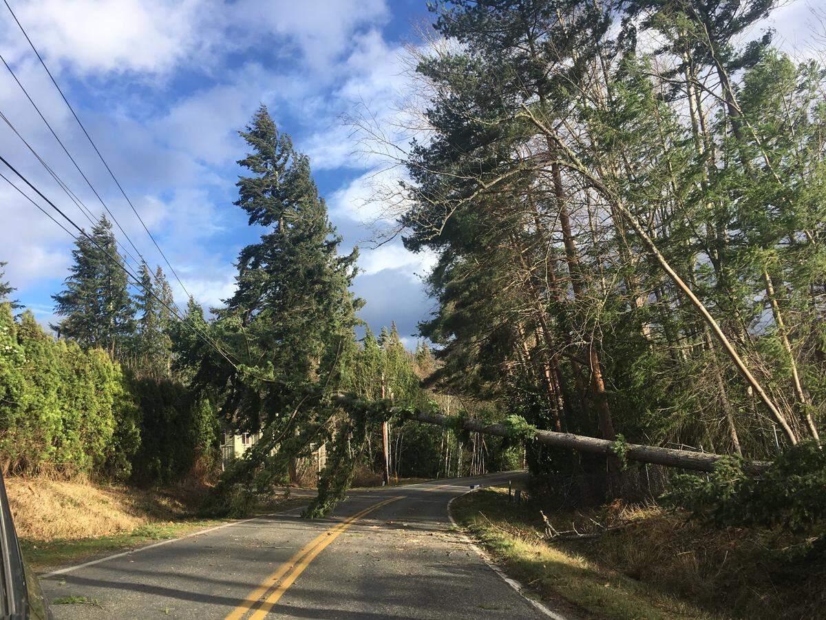 Drivers helped clear several trees downed on Northshore Drive right before Agate Heights Road, north of Lake Whatcom, during Thursday’s storm.