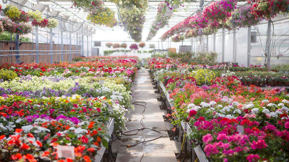 Ready to start your garden? This is the best plant nursery in Whatcom County, poll finds