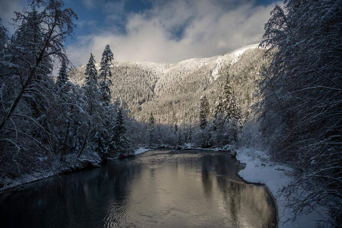 Snow-covered trees line the North Fork of the Nooksack River on Tuesday, Dec. 14, 2021, in Whatcom County. The river is in “grave danger” of experiencing irreversible changes and ecosystem collapse if Whatcom County doesn’t rapidly reform the way it manages nearby human activity, according to Western Washington University environmental sciences associate professor John McLaughlin.