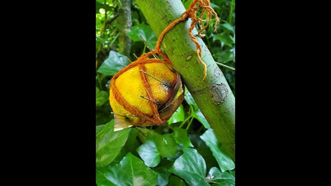 Two lemons full of sewing needles have were found alongside trails in western Canada. Local Mounties are asking everyone to stay alert, call police directly if they find another, and avoid throwing the evidence in the garbage.