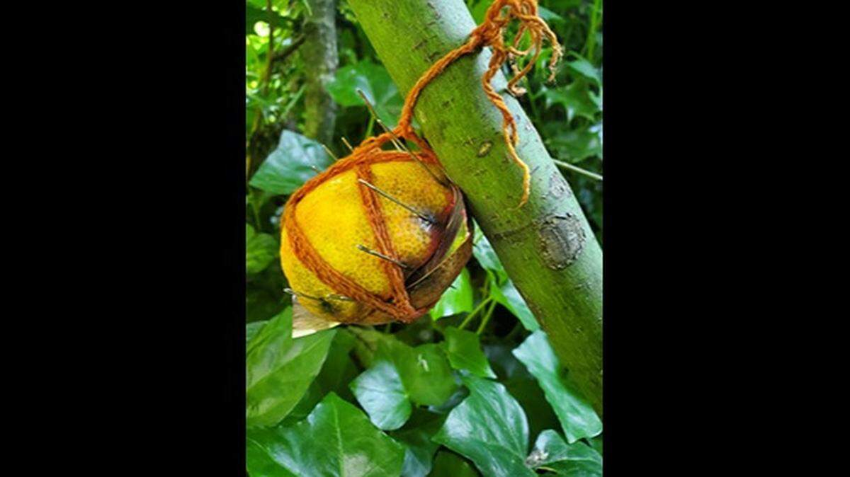 Two lemons full of sewing needles have were found alongside trails in western Canada. Local Mounties are asking everyone to stay alert, call police directly if they find another, and avoid throwing the evidence in the garbage.