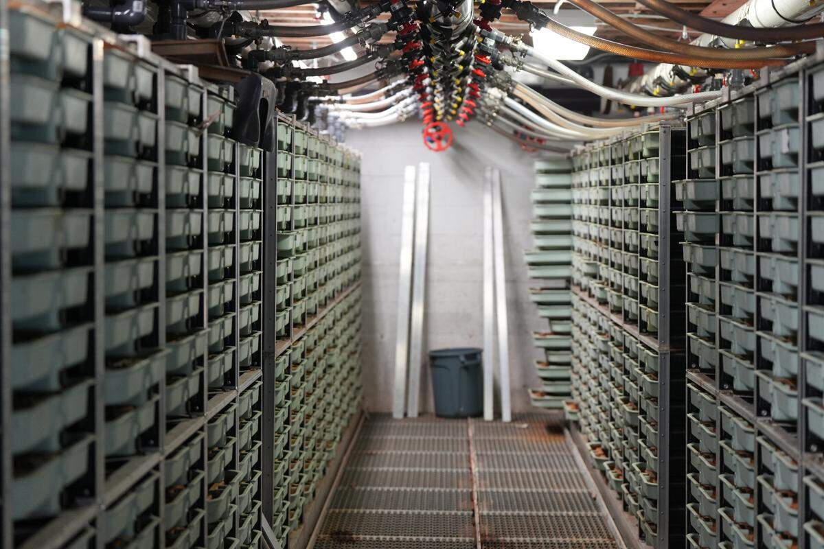 Millions of salmon are bred at the Skookum Creek Fish Hatchery in the incubation room.