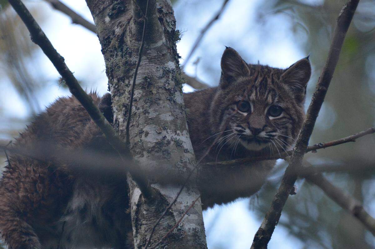 A bobcat is shown in a tree in the Lookout Mountain Forest Preserve near Sudden Valley in southwest Whatcom County, Wash., on Nov. 8, 2021.
