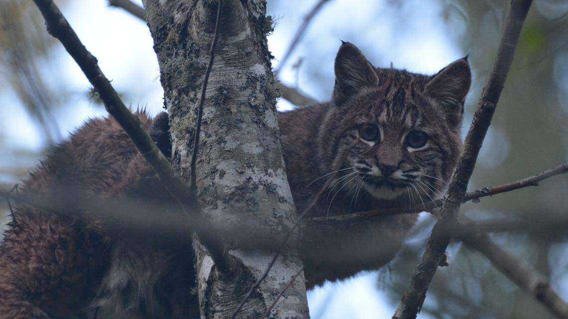 Watch: Bellingham residents catch ‘special sighting’ of big cats on video